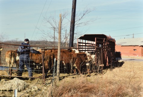 Gathering cattle that had broken free from their pasture in Irving, TX in 1996 or 1997