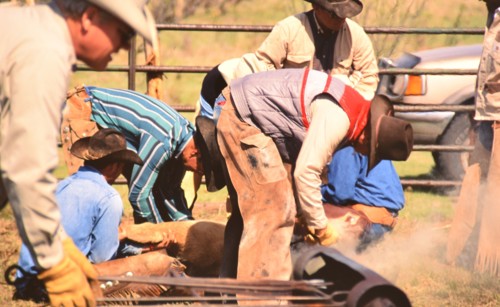 Authentic American Cowboys: 1990s Cowboys in the American west during spring branding time on a ranch near Clarendon Texas ca. 1998.