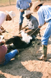 Authentic American Cowboys: 1990s Cowboys in the American west during spring branding time on a ranch near Clarendon Texas ca. 1998.