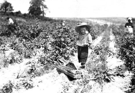 A four year old helper in the berry fields. Mother said, He helps a little. Rock Creek, Md, June 1909