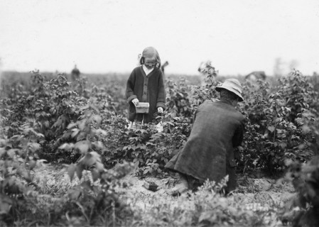 Bertha Brandt, 9 years old. Picks berries on a Rock Creek farm, June 1909