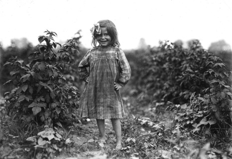 Laura Petty, a 6 year old berry picker on Jenkins Farm. I'm just beginnin'. Licked two boxes yesterday, June 1909