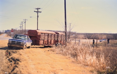 Gathering cattle that had broken free from their pasture in Irving, TX in 1996 or 1997