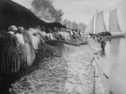 African American men and women with large net of shad by water ca. 1915