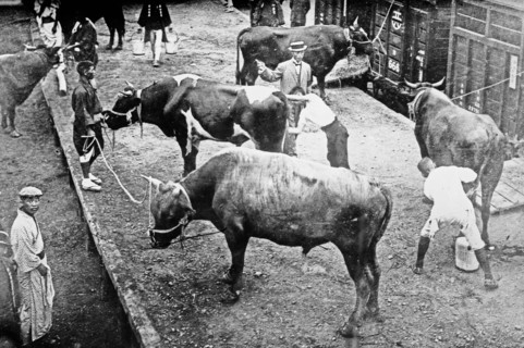 Sacred oxen for funeral, Emperor Japan ca. September 1912