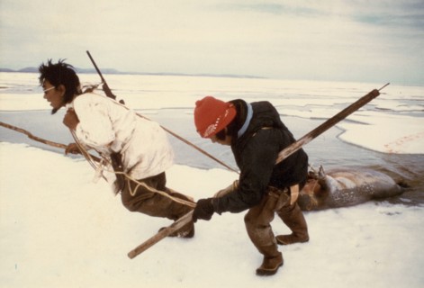 7/8/1974 Eskimo hunters dragging an 'oogruk' or a bearded seal on ocean ice pack near Sealing Point
