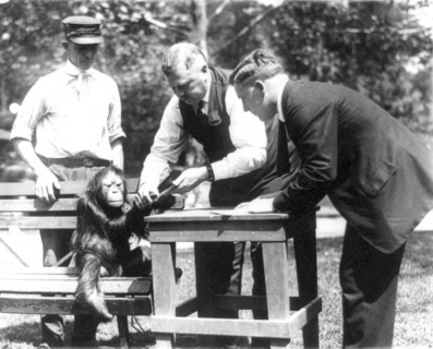 Three men, one wearing badge, and orangutan(?) at the National Zoo, Washington, D.C. ca. 1909-1932