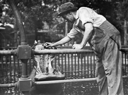 Man feeding a hippopotamus in Central Park New York ca. 1910-1915