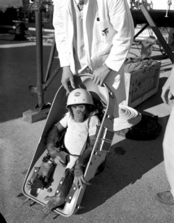 Primate Ham - Fitted Suit - Couch - Mercury-Redstone (MR)-2 ca. 1961