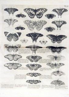 Butterflies illustrations (1707-1725 ca.)
