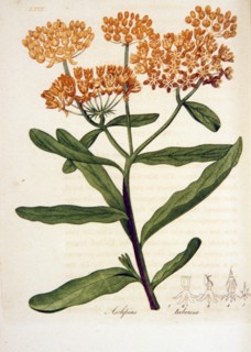 Asclepias tuberosa ca. 1818
