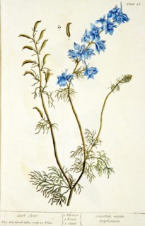Lark spur / Consolida regalis, delphinium ca. 1737