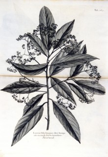 Sweetwood / Laurus folio longiore ca. 1707-1725