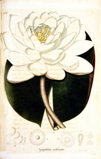 Nymphaea odorata ca. 1820