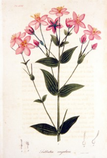 Sabbatia angularis ca. 1820