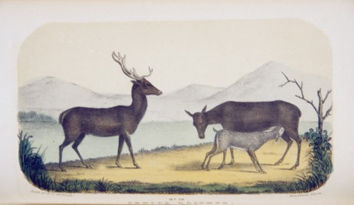 Cevrus elaphus: The stag ca. 1853