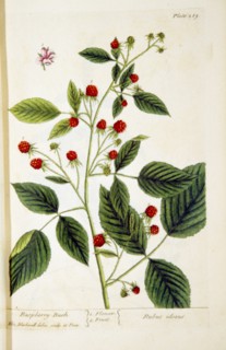 Raspberry-bush / Rubus ideous ca. 1737