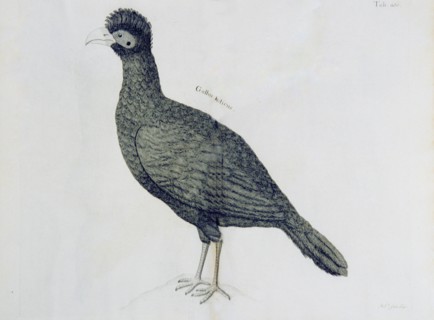 Gallus indicus ca. 1707-1725