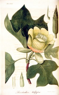 Liriodendron tulipifera ca. 1818