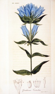 Gentiana catesbaei ca. 1818