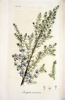 Juniperus communis ca. 1820
