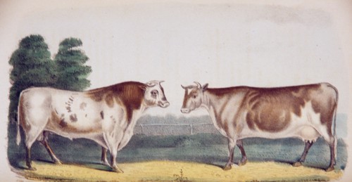 Bos taursus: The ox and cow ca. 1853