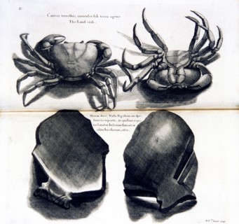Cancer terrestris cuniculos sub terra agens / The land crab ca. 1707-1725