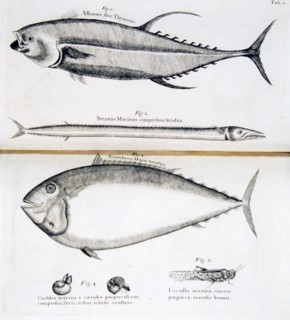 Fish, eel, snails, and locust ca. 1707-1725