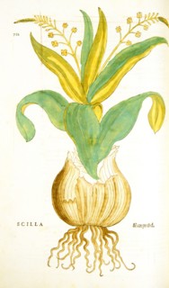 Scilla / Meerzwibel ca. 1542