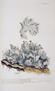 Ash-colour'd liverwort Lichen cinereus ca. 1737