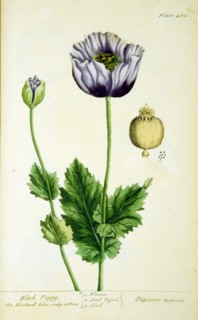 Black poppy Papaver nigrum ca. 1737