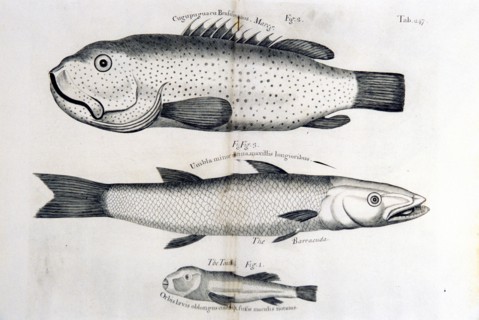 Illustration of three types of fish, including the toadfish and the barracuda ca. 1707-1725