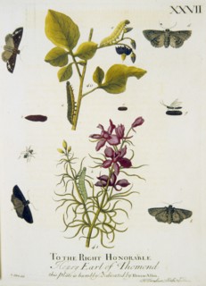 Lifecycle of a moth ca. 1720