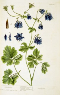 Columbine =: Aquilegia ca. 1737