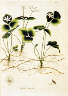 Coptis trifolia illustration ca. 1817