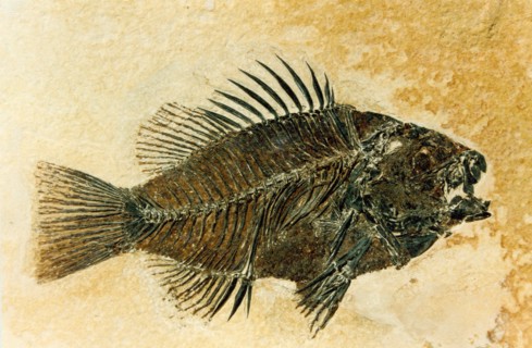 A prepared Priscacara fossil, of a late early Eocene sunfish. The specimen is about 80% of it's natural size. It was collected from the Green River Formation 9 miles west of Kemmerer, Wyoming in 1984.