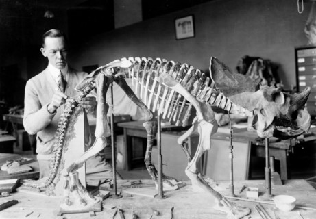Norman Ross of the division of Paleontology, National Museum, preparing the skeleton of a baby dinosaur some seven or eight million years old for exhibition March 19, 1921