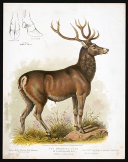 19th century animal prints -The American stag or round-horned elk - Cervus Canadensis ca. 1872