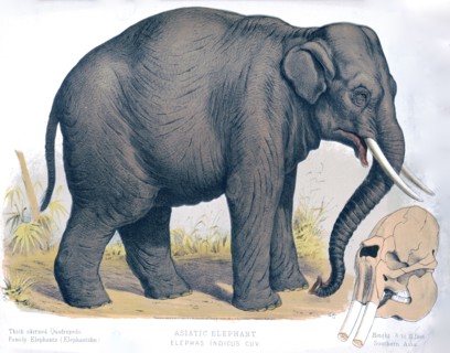 19th century animal prints - Asiatic elephant - Elephas indicus cuv ca. 1874