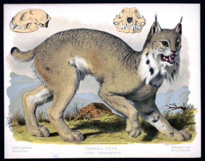 19th century animal prints - Canada lynx - Lynx Canadensis ca. 1874