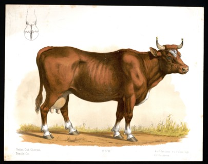 19th century Prang animal prints - Cow print ca. 1872