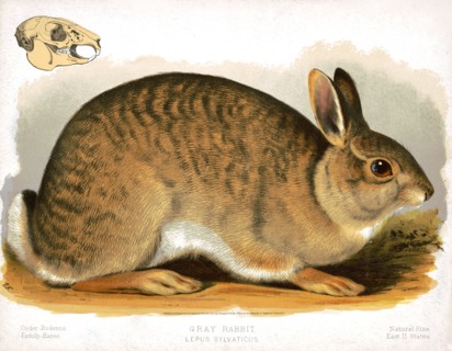 19th century Prang animal prints - Gray rabbit - Lepus sylvaticus ca. 1874