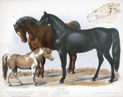 19th century Prang animal prints - Horses. 1. Race horse. 2. Cart horse. 3. Pony ca. 1874