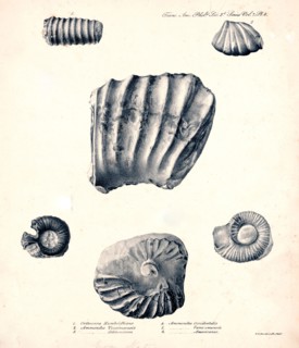 Orthocera Humboldtiana illustration ca. 1841