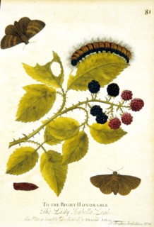 Lifecycle of a moth ca. 1720