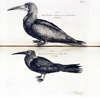 Birds (1700s bird illustrations)