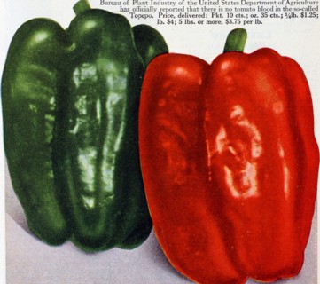 Historical Food Illustration - Green Bell Pepper and Red Bell Pepper - Image from page 35 of 'Eighty-five super-standard strains season of 1927' (1927)