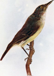 Historical Bird Illustration - MACGILLIVRAYORNIS CLAUDI ca. 1901