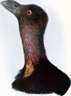 Historical Bird Illustration - The Brush-Turkey (Cathetitnis lathami) ca. 1901