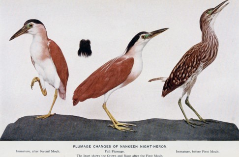 Historical Bird Illustration - Plumage changes of Nankeen Night Heron ca. 1901
